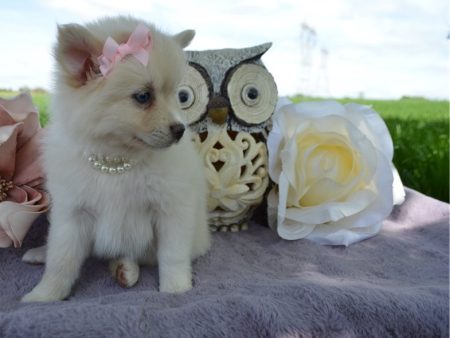 Chloe