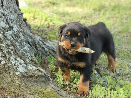 Dozer