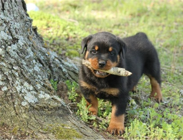 Dozer
