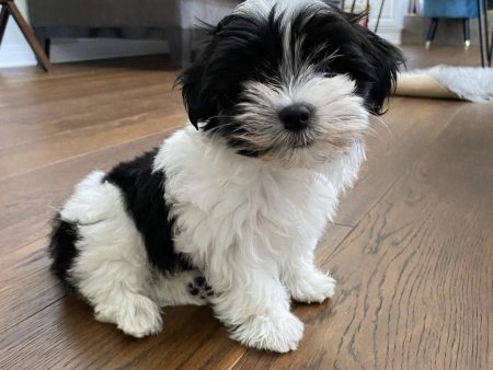 Dolly