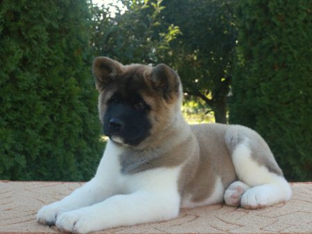 Nellie