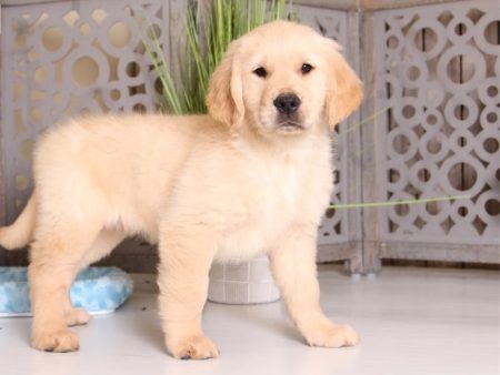 Oakley