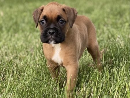 Skye
