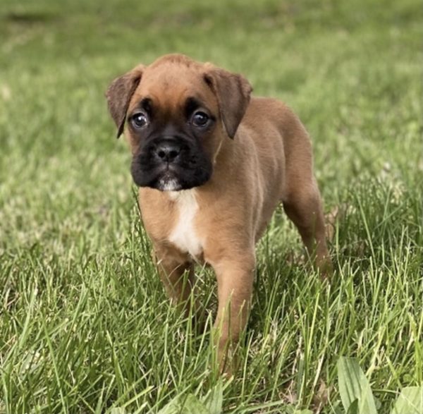 Skye