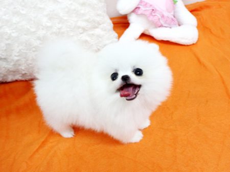 Twinky