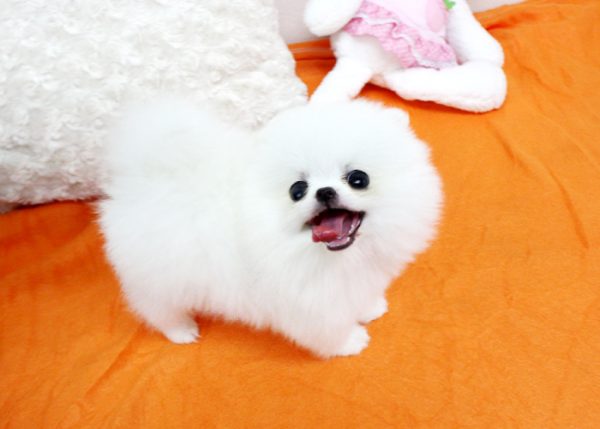 Twinky