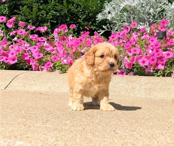 Knox