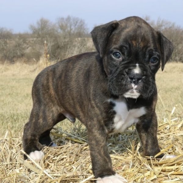 Oscar