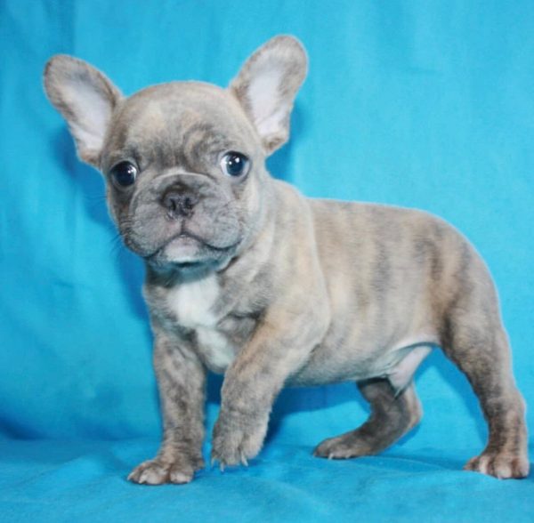 Pumba