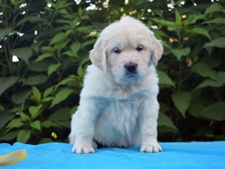Teddy
