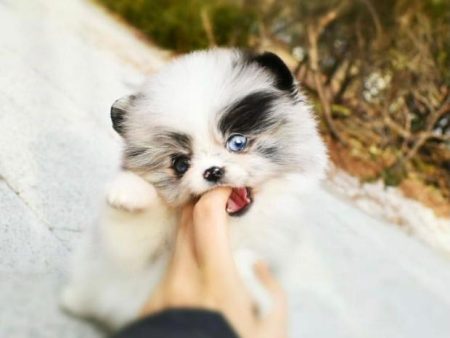 Toto