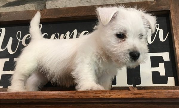 Maxwell