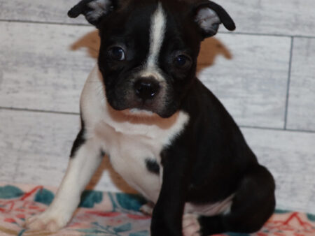 Sammy