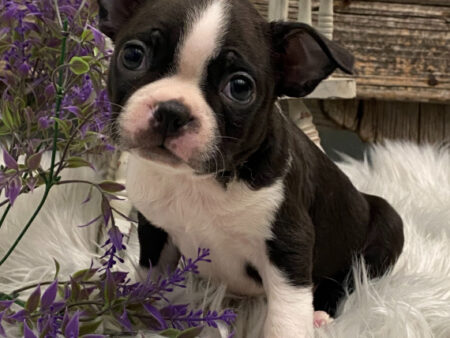 Milo