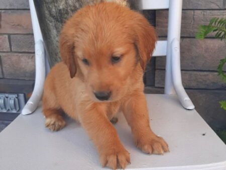 Bailey