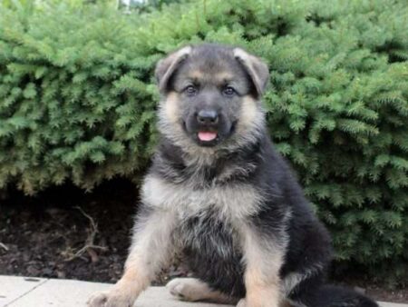 Harper