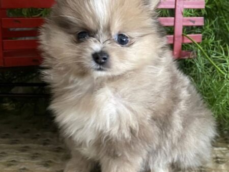 Jerry